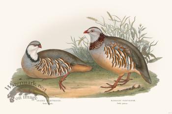Gould Game Bird 038